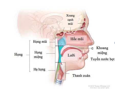 dau-co-ung-buou